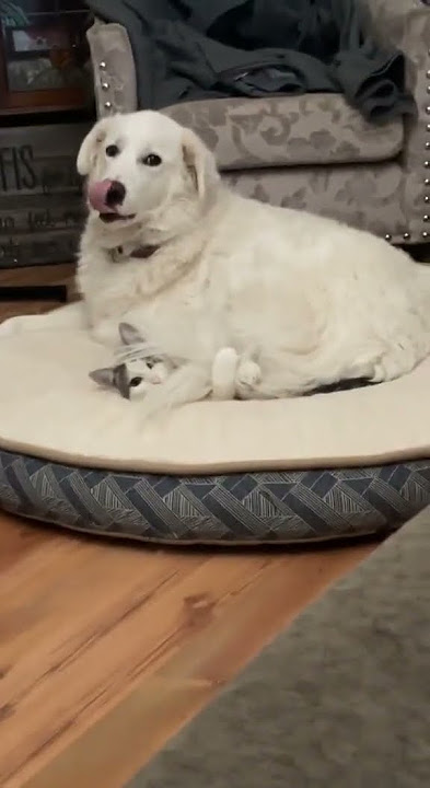 Dog Vs Cat Tiktok lindsaycurtis1