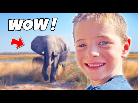 Kids see 🐘Elephants 🐊Crocs 🦛Hippos 🦒Giraffes 🦁Lions on Wild Africa Adventure!