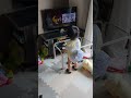 いないないばぁ🙌ゆらゆら歌う😁