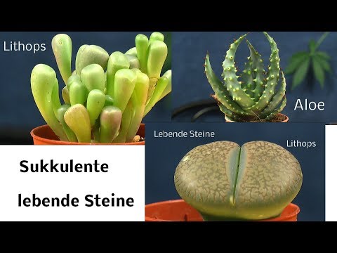 Video: Lebende Steine