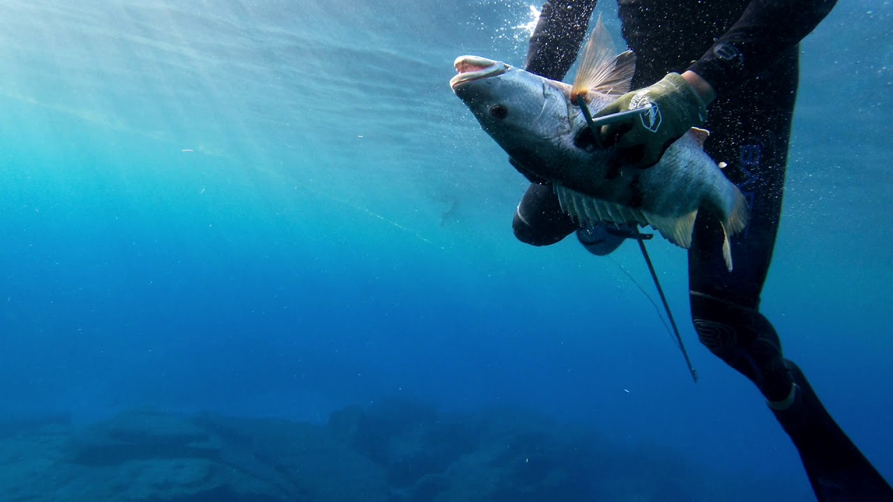 Spearfishing Puerto Rico🇵🇷 Family YouTube