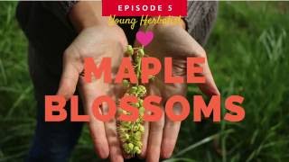 How-To Harvest Big Leaf Maple Blossoms