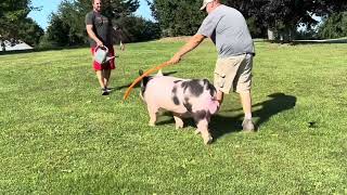 Shipley Swine Genetics Exotic boar T2