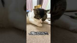 🐈絨毯にイタズラしているのがバレた時の猫の反応 #shorts