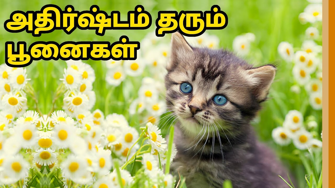 பூனைகள் வளர்ப்பதால் வீட்டில் அதிர்ஷ்டம் வருமா
