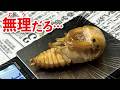 オオクワガタの羽化とサナギの掘り出し！デカすぎてヤバい個体が出現しました。