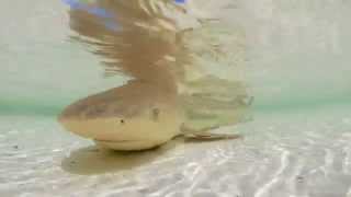 Aldabras Baby Blacktips