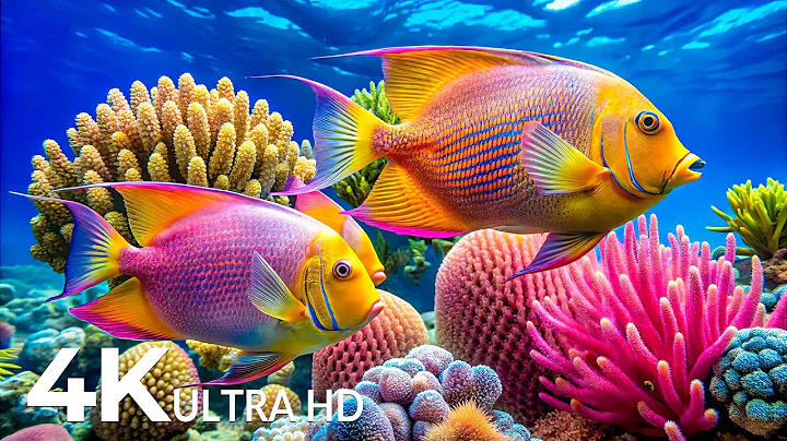 Marvel at Sea Animal in The Best 4K ULTRA HD Aquarium, Dive Into The Mesmerizing Underwater Realm #8
