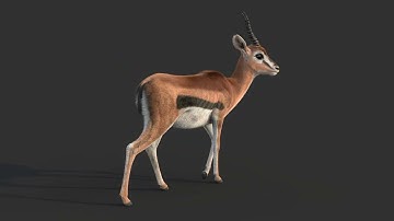 Gazelle 360 turntable render | arnold render | maya | arnold #stynsour