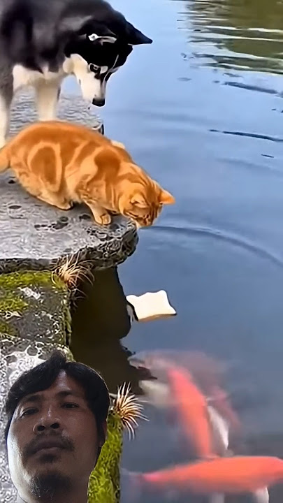 #animals #funny #cute #pets #funnyanimals