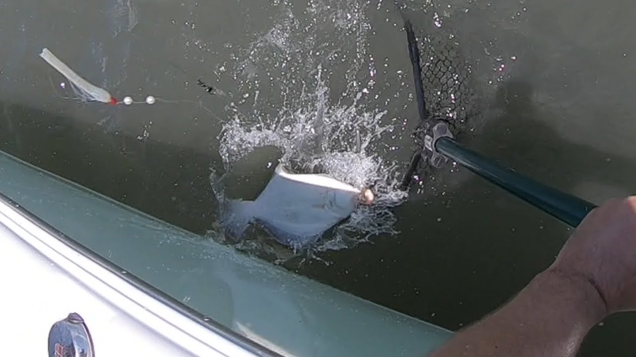 June 7th 10th 2022 Wachapreague, Virginia Flounder Fishing YouTube