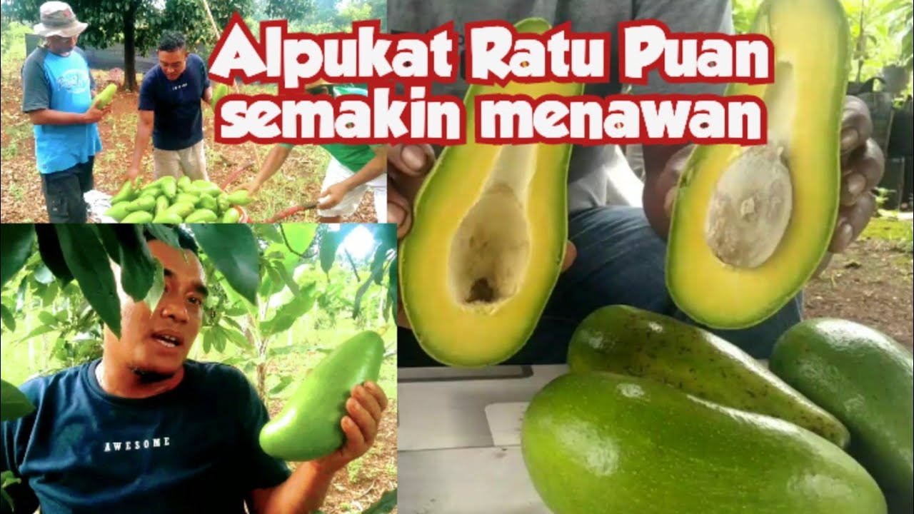 Alpukat Ratu Puan semakin menawan