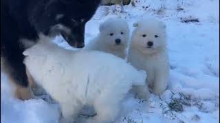 With Lovely Smile kennel  Samoyed litter B  6 weeks old  with Luci
