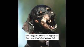 Download Lagu The 5 Biggest Myths About Aggressive Dogs (and What’s Really Going On) Download Lagu The 5 Biggest Myths About Aggressive Dogs (and What’s Really Going On)