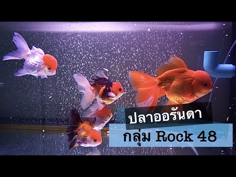 ปลาทองออรันดา