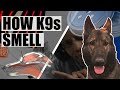 K9 scent work air flow dogs use physics to smell