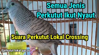 Suara Perkutut Crossing Gacor Bagus Untuk Masteran #perkutut #perkututcrossinggacor