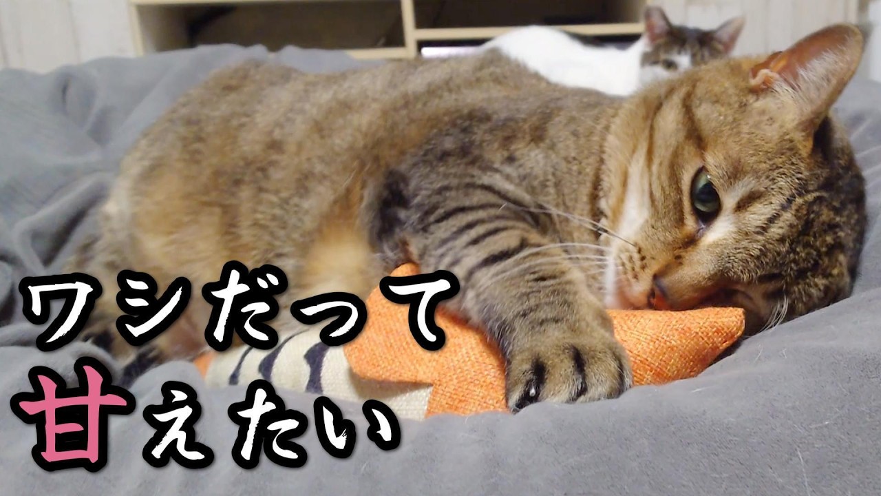 【嬉しいけど…】横綱猫、甘え方も重量級