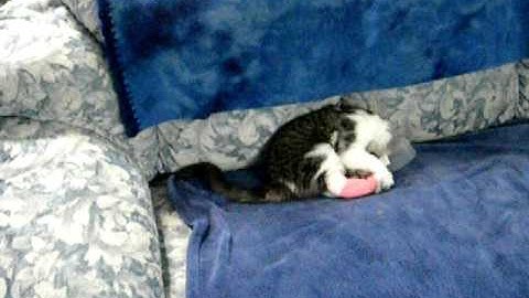 Burned Kitten Khloe DSCN4252.AVI