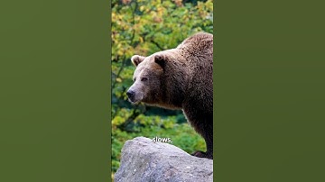 Why Do Bears Hibernate? 🐻 The Hidden Secret of Winter Survival #bears #jellyfish  #shorts