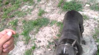 Pitbull Training Teaching Names