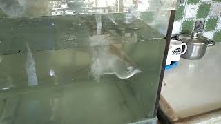 Silver Arowana 15 Months