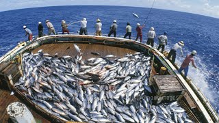 ทักษะการตกปลาทูน่าครีบน้ำเงินที่เร็วที่สุดที่น่าทึ่ง - เรือลำใหญ่ทันสมัยจับปลาหลายร้อยตันในทะเล