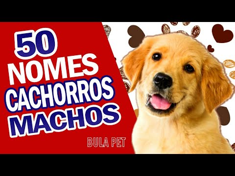 50 Nomes para cães machos