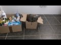 Chats bleus russes avec des cartons