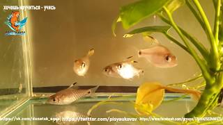 аквариумная рыбка Барбус козуатис, Oreichthys crenuchoides, Puntius cosuatis, размножение, уход