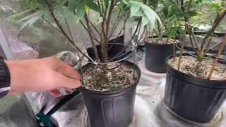 Westcoast Croppers Mars Hydro Cup Ripper seeds Washing Machine Wk 2 of flower  Mars Hydro Dual SP300