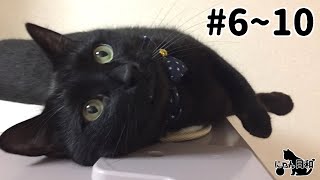 #6~10【にゃん日和】四コマ猫実写をイッキ見！