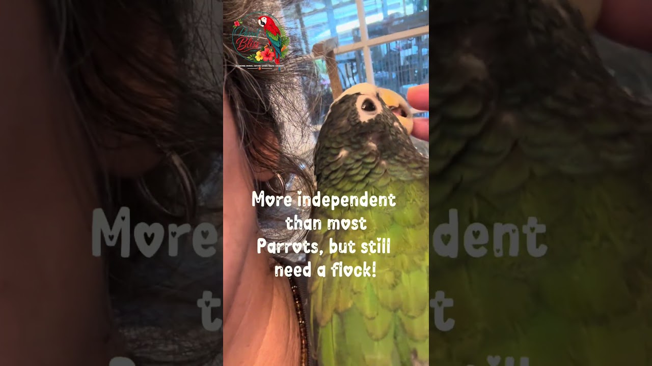 Why White-Capped Pionus May Be the Perfect Companion Bird| #parrot_bliss #birds #parrot