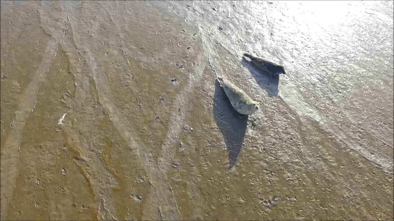 Seals at seal sands, Teeside