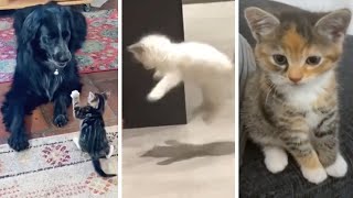 Funniest Cats | Don't try to hold back Laughter | Cutest Lands Part 82 by Cutest Lands 2,439 views 1 year ago 11 minutes, 31 seconds