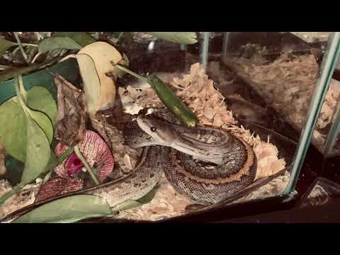 COURTSHIP RITUAL: Ball Python Breeding Behaviors