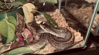 COURTSHIP RITUAL: Ball Python Breeding Behaviors Profile