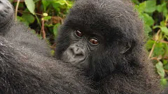 Houston Zoo’s Mission to Save Gorillas in the Wild