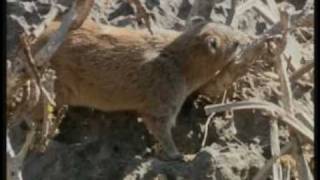 حيوان الثفن الوبر الصخري العربي في ظفار