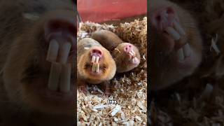 3 Animais com DEFEITOS Bizarros de Evolução (Parecem Aliens) 👽🧬