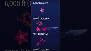 Il viaggio del sottomarino titan