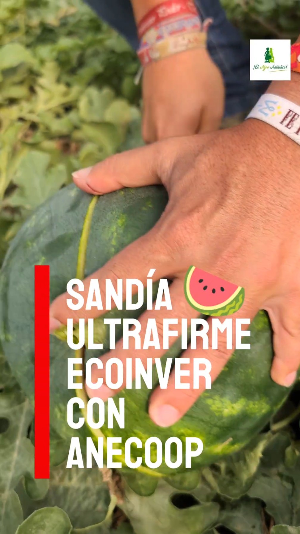 Sandía 🍉 ultrafirme. Ecoinver con Anecoop