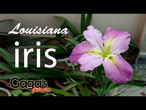 Video: How To Feed Irises? How To Feed In Spring In May? Top Dressing During And After Flowering. How To Fertilize During Budding For Lush Flowering?