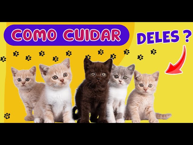 6 dicas para educar o seu gato desde pequeno - Lenda Portugal