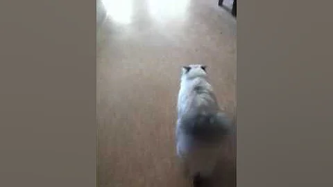 Video 172011: siberian cat playing fetch, adorable siberian cat, little kitty, kitty love