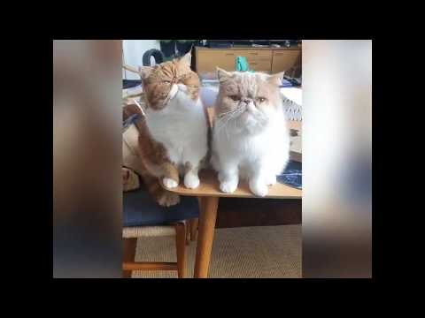 Exotic Shorthair - Funny Cat Bestfriends - Cute Cat Video 🐱💖