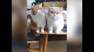 Exotic Shorthair  Funny Cat Bestfriends  Cute Cat Video