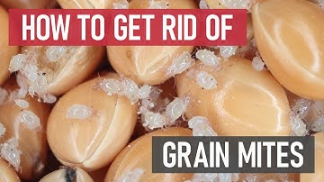 How to Get Rid of Grain Mites | [DIY Pest Control]