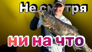 видео: Подводная охота на ощупь. Такого еще не было. картинка: Подводная охота на ощупь. Такого еще не было.