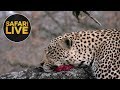 safariLIVE - Sunset Safari - August 25, 2018